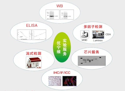 優(yōu)寧維 專業(yè)抗體供應(yīng)商，隆重推出全面實(shí)驗(yàn)技術(shù)服務(wù)